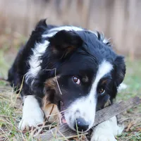Sparrow, a male Border Collie for sale in Minneapolis, MN – Photo 2 of 7