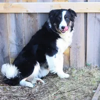 Sparrow, a male Border Collie for sale in Minneapolis, MN – Photo 4 of 7