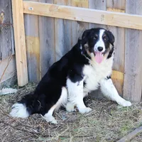 Sparrow, a male Border Collie for sale in Minneapolis, MN – Photo 6 of 7