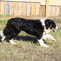 Sparrow, a male Border Collie for sale in Minneapolis, MN – Photo 3 of 7