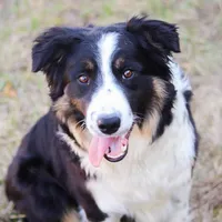 Sparrow, a male Border Collie for sale in Minneapolis, MN – Photo 1 of 7