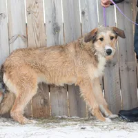 Sprite, a female Belgian Malinois and Old English Sheepdog for sale in Minneapolis, MN – Photo 3 of 3