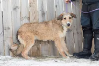 Sprite, a female Belgian Malinois and Old English Sheepdog for sale in Minneapolis, MN – Photo 3 of 3