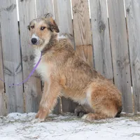 Sprite, a female Belgian Malinois and Old English Sheepdog for sale in Minneapolis, MN – Photo 1 of 3