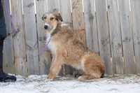 Sprite, a female Belgian Malinois and Old English Sheepdog for sale in Minneapolis, MN – Photo 1 of 3