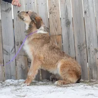 Sprite, a female Belgian Malinois and Old English Sheepdog for sale in Minneapolis, MN – Photo 2 of 3