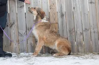 Sprite, a female Belgian Malinois and Old English Sheepdog for sale in Minneapolis, MN – Photo 2 of 3