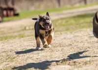 Coyote , a male Belgian Malinois and Border Collie for sale in Minneapolis, MN – 5 of 10