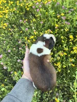 Freedom, a male Saint Bernard for sale in Minneapolis, MN – 2 of 2