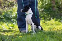 Rocket, a female Border Collie and Treeing Feist for sale in Minneapolis, MN – 2 of 5