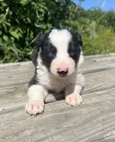 Kate, a female Border Collie for sale in Minneapolis, MN – 1 of 5