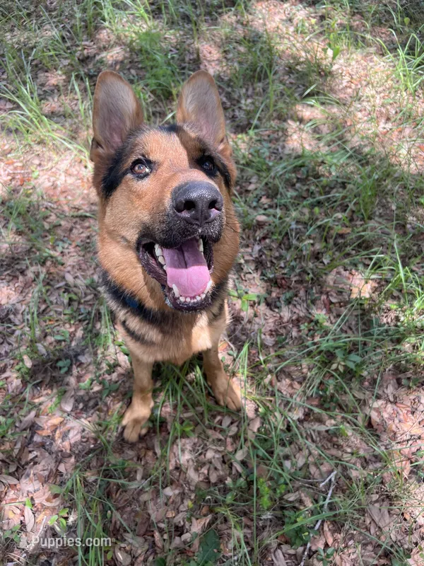 Zeus – German Shepherd Dog puppy for sale in Minneapolis, MN