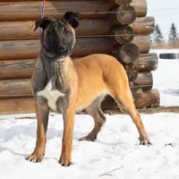 Athena, a female Belgian Malinois for sale in Minneapolis, MN – Photo 1 of 7