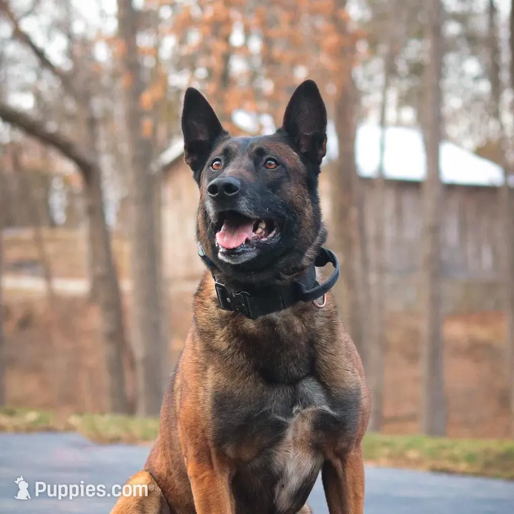 Athena, a female Belgian Malinois for sale in Minneapolis, MN – Photo 6 of 7
