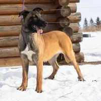 Athena, a female Belgian Malinois for sale in Minneapolis, MN – Photo 2 of 7