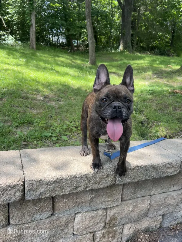 Missy – French Bulldog puppy for sale in Minneapolis, MN