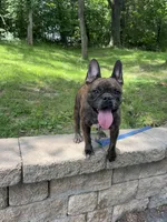 Missy, a female French Bulldog for sale in Minneapolis, MN – 1 of 3