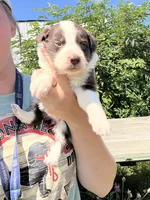 Bella , a female Border Collie for sale in Minneapolis, MN – 2 of 5