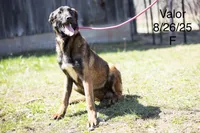 Valor, a female Belgian Malinois for sale in Minneapolis, MN – 2 of 3