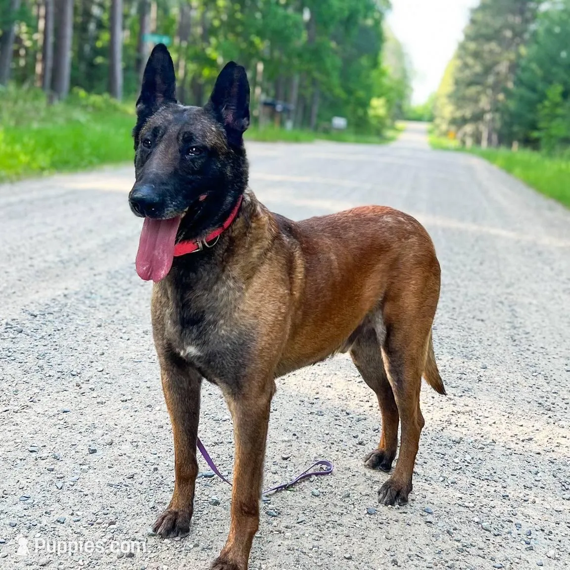 Victory, a female Belgian Malinois for sale in Minneapolis, MN – Photo 8 of 10