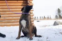 Victory, a female Belgian Malinois for sale in Minneapolis, MN – Photo 4 of 10
