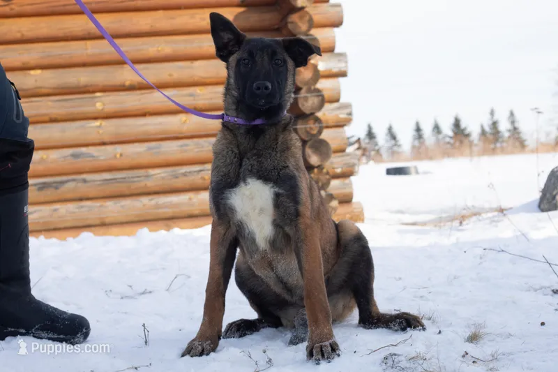 Victory – Belgian Malinois puppy for sale in Minneapolis, MN