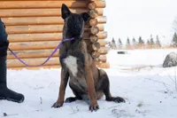 Victory, a female Belgian Malinois for sale in Minneapolis, MN – Photo 2 of 10