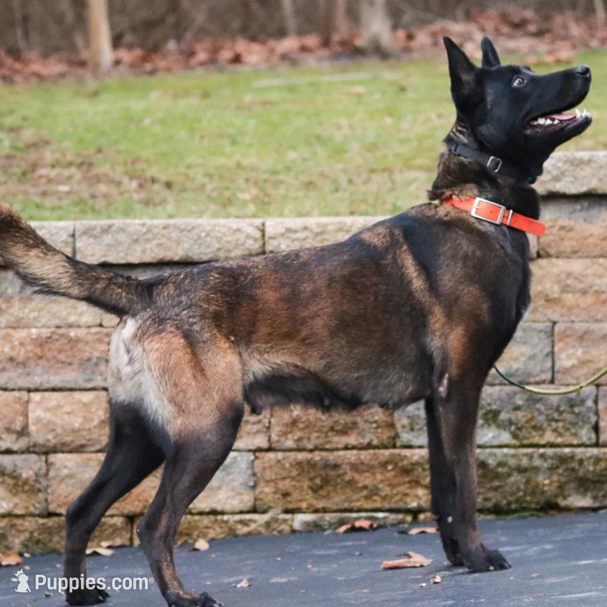 Victory, a female Belgian Malinois for sale in Minneapolis, MN – Photo 9 of 10