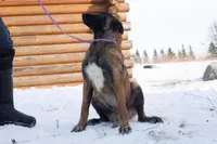 Victory, a female Belgian Malinois for sale in Minneapolis, MN – Photo 5 of 10
