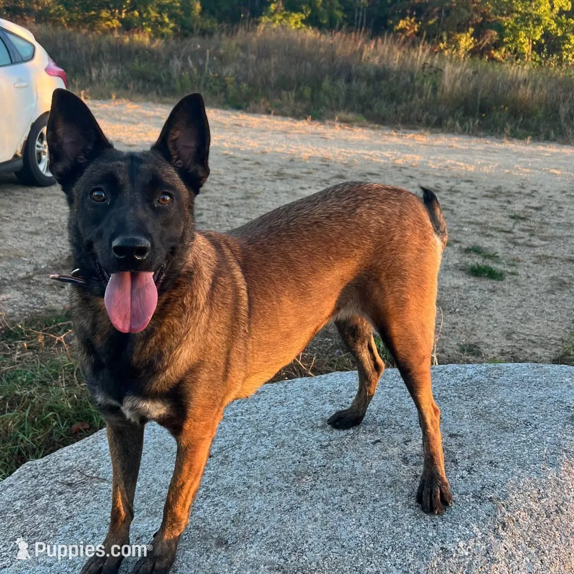Victory, a female Belgian Malinois for sale in Minneapolis, MN – Photo 10 of 10