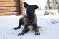 Victory, a female Belgian Malinois for sale in Minneapolis, MN – Photo 6 of 10