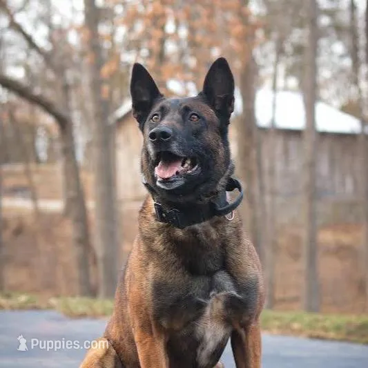 Victory, a female Belgian Malinois for sale in Minneapolis, MN – Photo 7 of 10