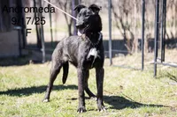 Andromeda , a female Belgian Malinois and Dutch Shepherd for sale in Minneapolis, MN – 2 of 5