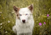 Coyote , a male Belgian Malinois and Border Collie for sale in Minneapolis, MN – Photo 7 of 8