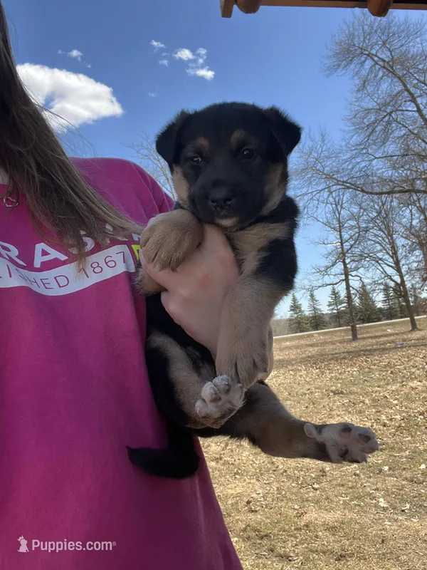 Coyote  – Belgian Malinois, Border Collie puppy for sale in Minneapolis, MN