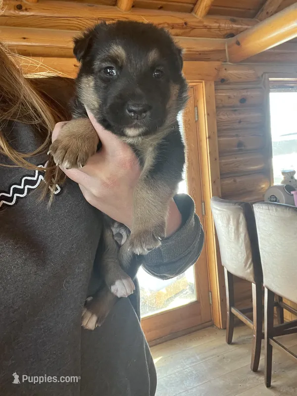 Coyote  – Belgian Malinois, Border Collie puppy for sale in Minneapolis, MN