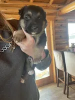 Coyote , a male Belgian Malinois and Border Collie for sale in Minneapolis, MN – Photo 1 of 8