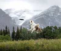 Coyote , a male Belgian Malinois and Border Collie for sale in Minneapolis, MN – Photo 6 of 8