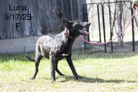 Luna, a female Belgian Malinois and Dutch Shepherd for sale in Minneapolis, MN – 5 of 5