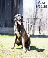 Valor, a female Belgian Malinois for sale in Minneapolis, MN – 1 of 3
