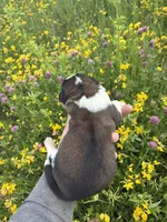 Liberty, a female Saint Bernard for sale in Minneapolis, MN – 3 of 3