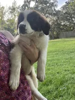 Legacy , a female Saint Bernard for sale in Minneapolis, MN – 2 of 2
