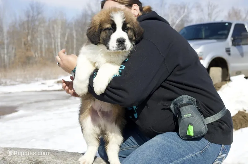 Mickey – Saint Bernard puppy on hold in Minneapolis, MN