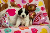 processed/68915448-dbff-45bc-bf34-f64a0a1a0c42/listing/a458ee9e-d22b-49a7-823e-dee3756a08fd/e8a6a665-2e1a-48f8-a6eb-8e5987dd5061