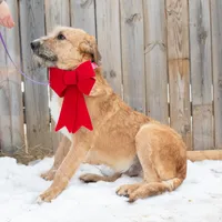 Cola, a male Belgian Malinois and Old English Sheepdog for sale in Minneapolis, MN – Photo 1 of 3
