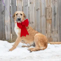 Cola, a male Belgian Malinois and Old English Sheepdog for sale in Minneapolis, MN – Photo 2 of 3