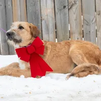 Cola, a male Belgian Malinois and Old English Sheepdog for sale in Minneapolis, MN – Photo 3 of 3