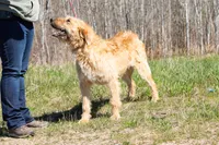 Crush, a male Belgian Malinois and Old English Sheepdog for sale in Minneapolis, MN – 3 of 4
