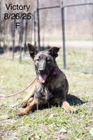 Victory, a female Belgian Malinois for sale in Minneapolis, MN – 2 of 3