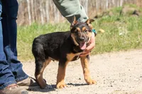 Coyote , a male Belgian Malinois and Border Collie for sale in Minneapolis, MN – 3 of 10